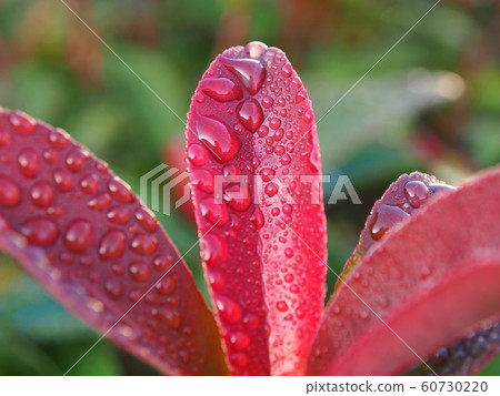 Morning dew collected on red leaves Morning dew collected on red leaves 60730220