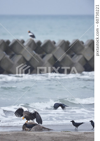Steller's sea eagle and crows (Hokkaido) Steller's sea eagle and crows (Hokkaido) 60730221