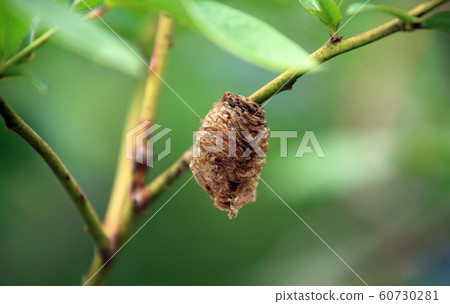 Mantis egg 60730281