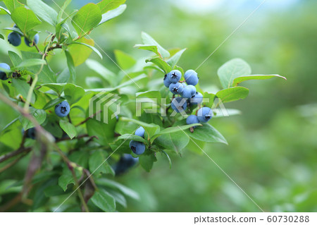 blueberry blueberry 60730288