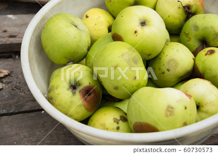 Rotten green apples lie in a bowl in the garden 60730573