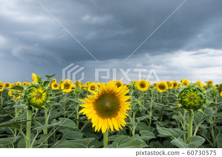 Field of sunflowers and stormy sky 60730575