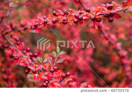 Cotoneaster horizontalis plant 60730578