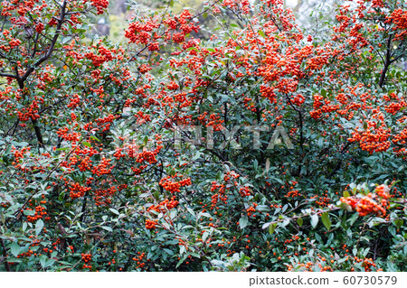 red berries of pyracantha coccinea red berries of pyracantha coccinea 60730579