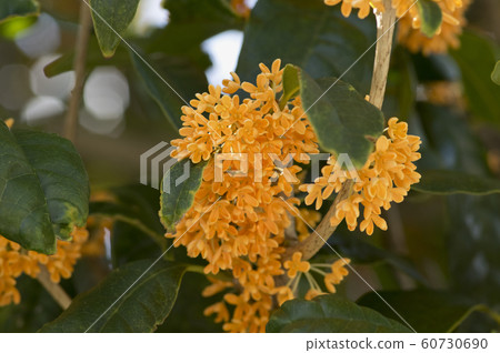 Osmanthus flower 60730690