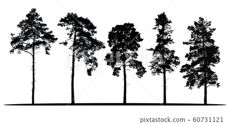Set of realistic vector silhouettes of coniferous Set of realistic vector silhouettes of coniferous 60731121