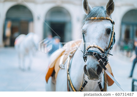 Portrait of the world famous Lipizzaner Stallion legendary White Stallions horse before show. Spanish Riding School in Vienna 60731487