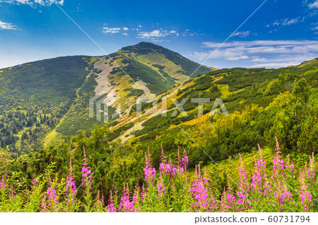 Velky Krivan, the highest mountain. Velky Krivan, the highest mountain. 60731794