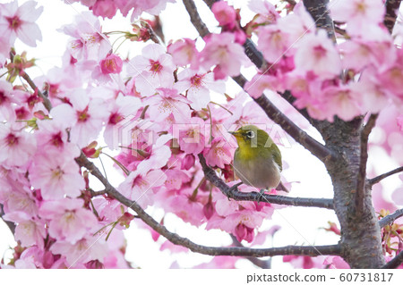 Cherry White-eye 16 60731817