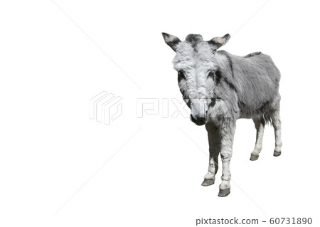 Funny fluffy gray donkey standing and looking into camera 60731890