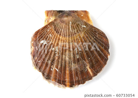 Scallop 60733054