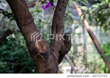 Wild Taiwan Squirrel 60733345