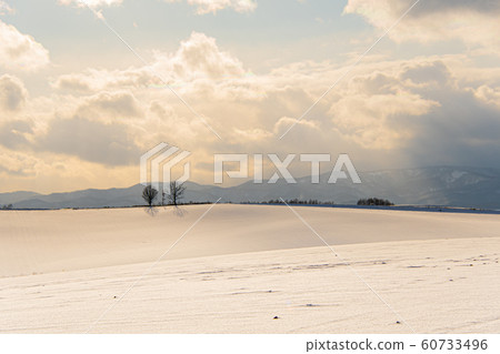 Winter Biei Hill Winter Biei Hill 60733496