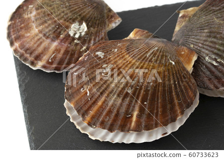 扇貝 扇貝 60733623