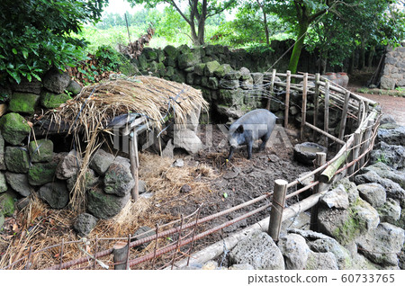 South Korea Jeju Island Pig Woottong City 60733765