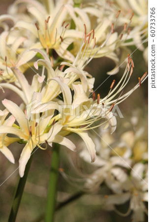 White bamboo shoots 60733766