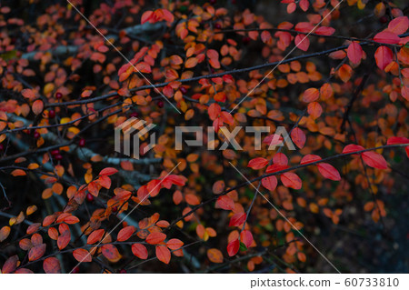 Red autumn leaves on the bush. Scandinavian fall. Background photo 60733810