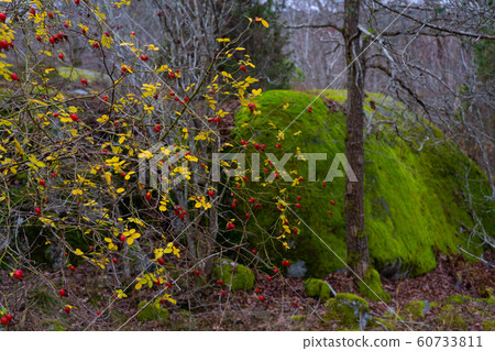Stones with moss in scandinavian woods. Red berries. Swedish nature. Background  60733811