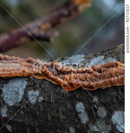 The bark of an old tree. Wood bark texture. Background photo The bark of an old tree. Wood bark texture. Background photo 60733813