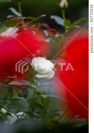 Calm beauty Akisaki white rose 60733916