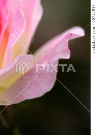 Calm beauty of autumn Saki rose pink rose buds Calm beauty of autumn Saki rose pink rose buds 60733917