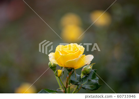 Calm beauty Akisaki yellow rose Calm beauty Akisaki yellow rose 60733946