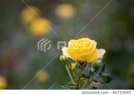 Calm beauty Akisaki yellow rose Calm beauty Akisaki yellow rose 60733949