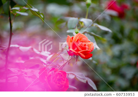 Calm beauty Akisaki red rose Calm beauty Akisaki red rose 60733953