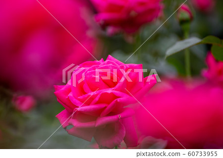 Calm beauty Akisaki red rose Calm beauty Akisaki red rose 60733955