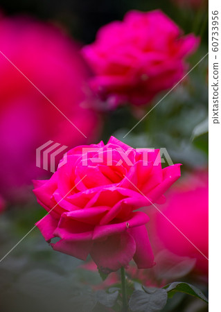 Calm beauty Akisaki red rose Calm beauty Akisaki red rose 60733956