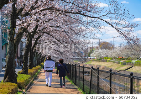 多摩蒲田河沿岸的櫻桃樹行 多摩蒲田河沿岸的櫻桃樹行 60734052