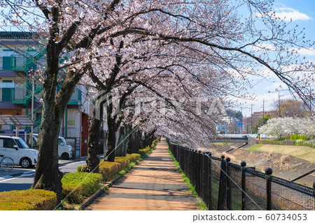 多摩蒲田河沿岸的櫻桃樹行 多摩蒲田河沿岸的櫻桃樹行 60734053