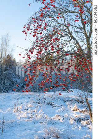 Bright winter day in Sweden. Frosted trees and snowy ground. Winter in scandinavia. Landscape wallpaper. Bright winter day in Sweden. Frosted trees and snowy ground. Winter in scandinavia. Landscape wallpaper. 60734063