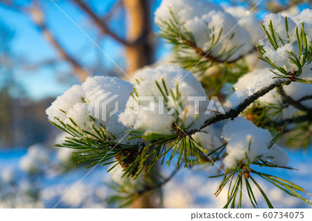 Bright winter day in Sweden. Frosted tree branches. Winter in scandinavia. Landscape wallpaper. Bright winter day in Sweden. Frosted tree branches. Winter in scandinavia. Landscape wallpaper. 60734075