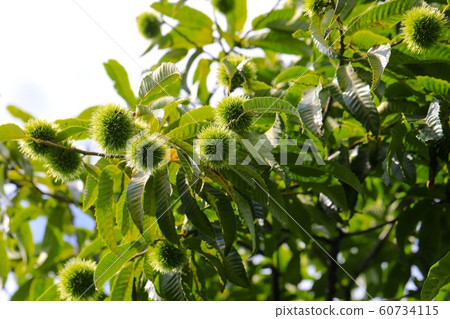Green chestnut fruit 60734115
