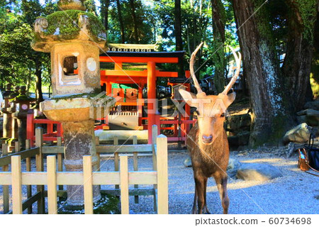 Torii and deer lit by the setting sun Torii and deer lit by the setting sun 60734698