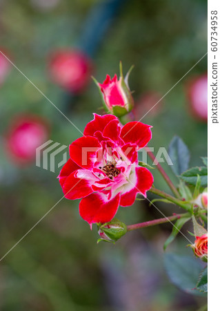 Calm beauty Akisaki rose, small red frilled rose 60734958