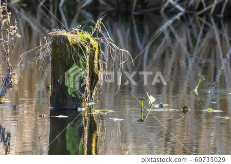 Decayed pile of pond Decayed pile of pond 60735029