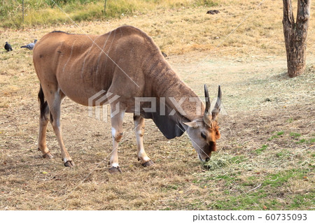 Eland Eland 60735093