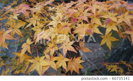 Kyoto of autumn leaves Kyoto of autumn leaves 60735141