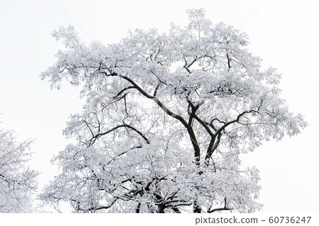 Tree covered with white frost on foggy sky 60736247