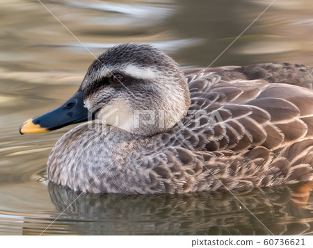 鴨 60736621