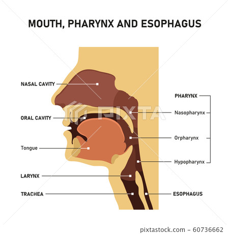 Mouth, pharynx and esophagus. - Stock Illustration [60736662] - PIXTA