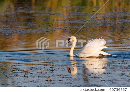 View of mute swan or Cygnus olor floats on water View of mute swan or Cygnus olor floats on water 60736867