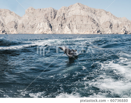 Dolphins swimming in the sea waves. Oman Fjords Dolphins swimming in the sea waves. Oman Fjords 60736880