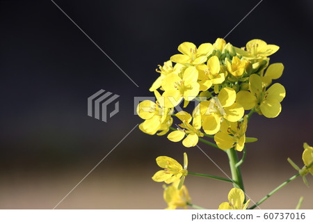 強姦開花 60737016