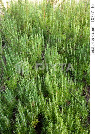 Background of Rosemary Background of Rosemary 60737116