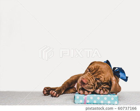 Young, charming puppy and a festive box Young, charming puppy and a festive box 60737166
