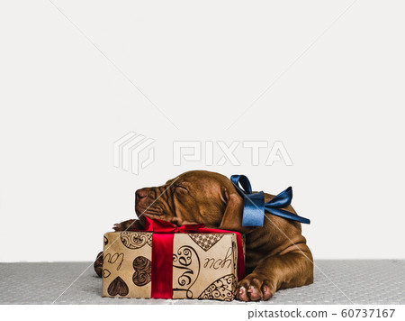 Young, charming puppy and a festive box Young, charming puppy and a festive box 60737167