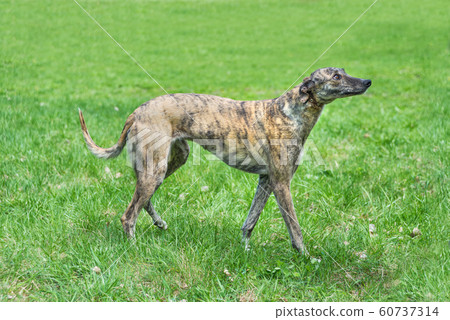Hunting dog English Greyhound Hunting dog English Greyhound 60737314